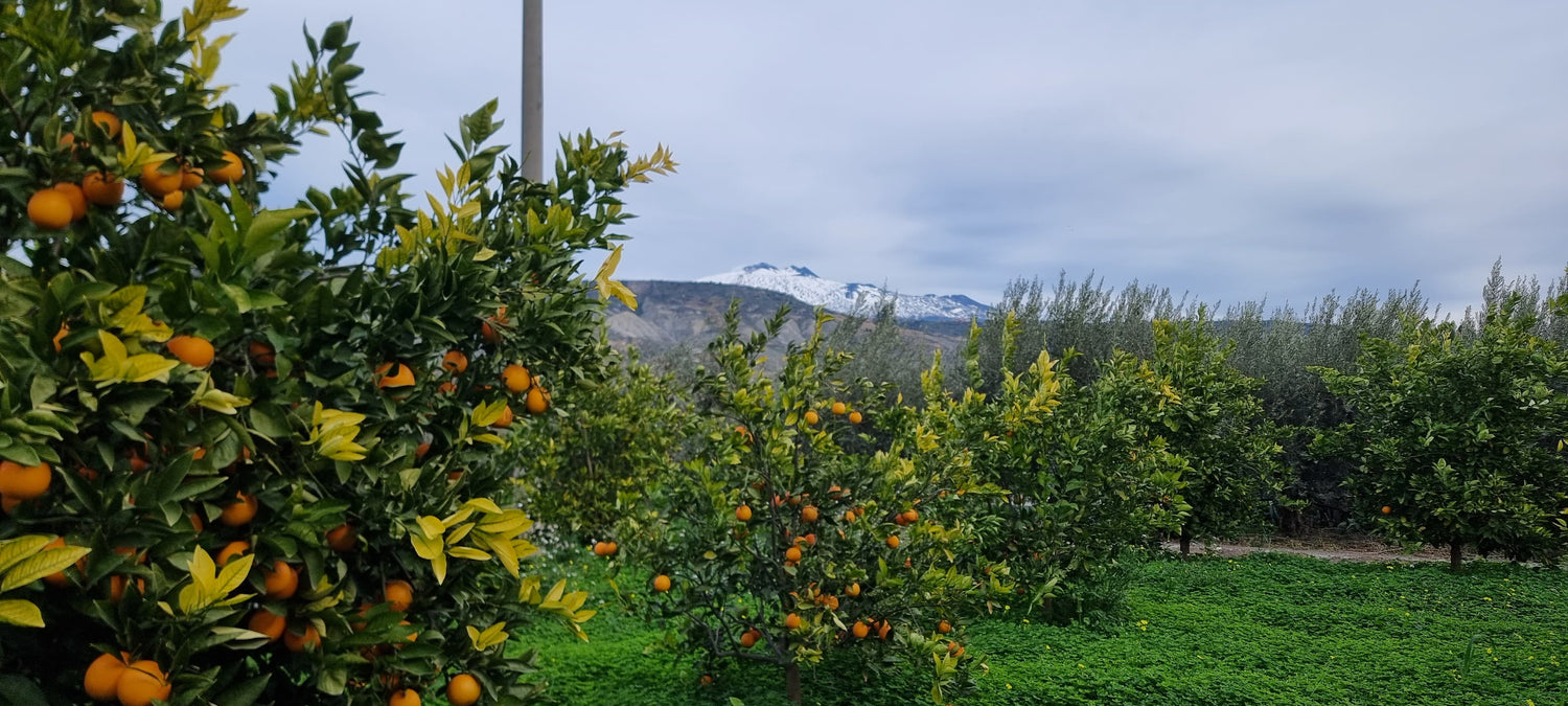 Arance di zio Pietro