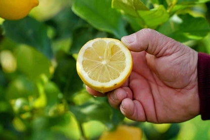Limoni di Sicilia da Tavola – Zio Pietro