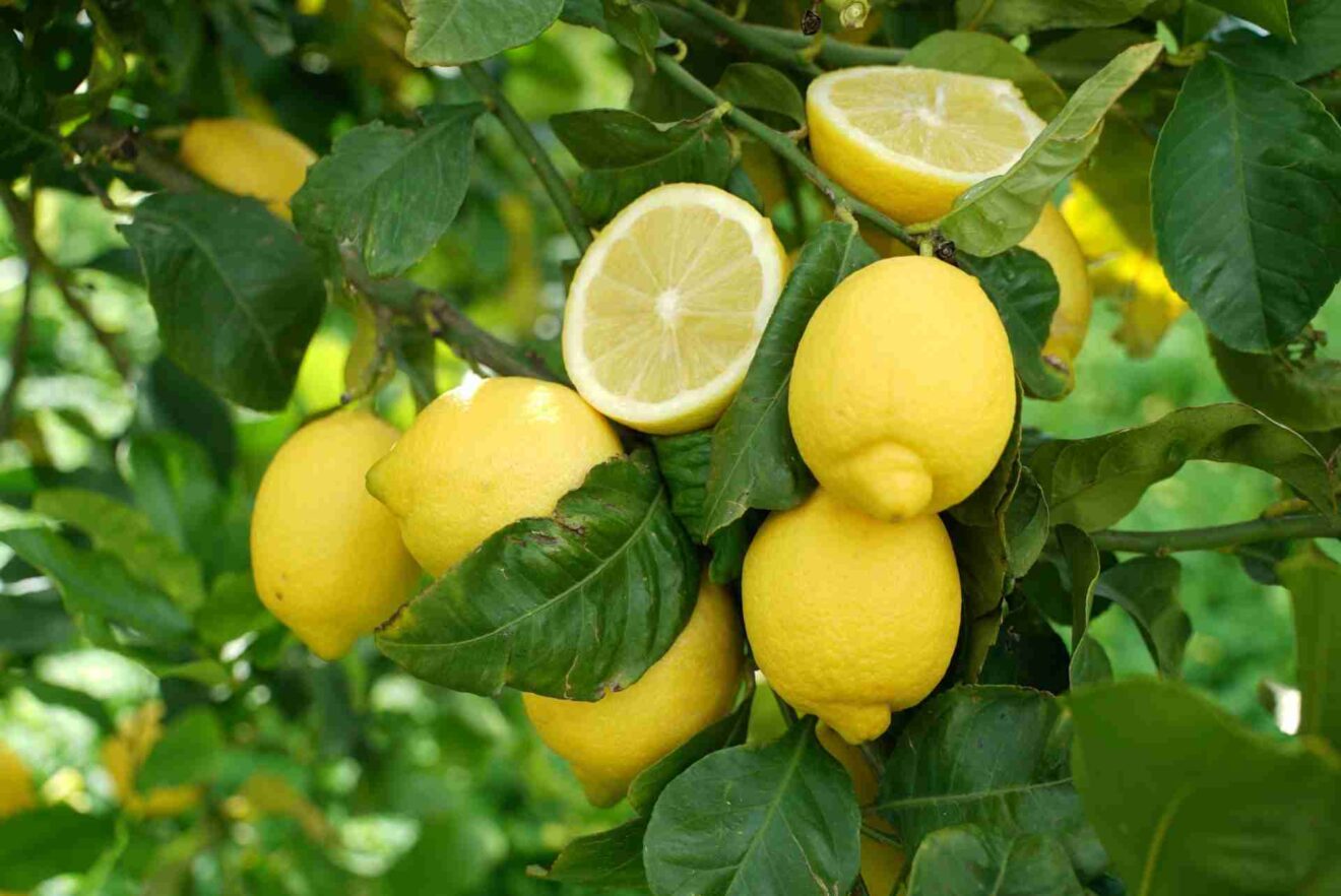 Limoni di Sicilia da Tavola – Zio Pietro