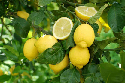 Limoni di Sicilia da Tavola – Zio Pietro