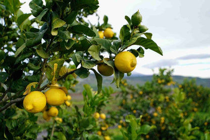Limoni di Sicilia da Tavola – Zio Pietro