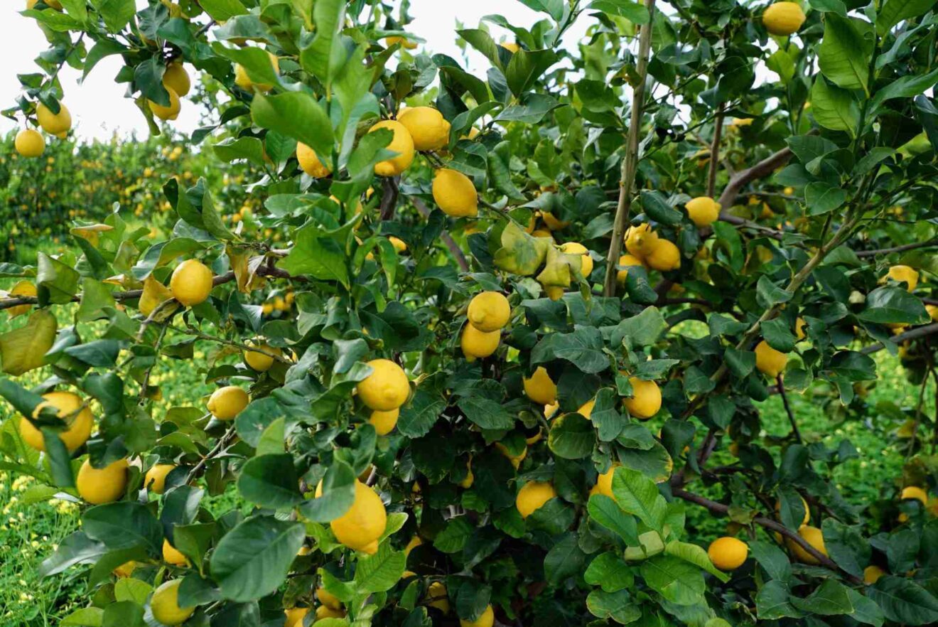 Limoni di Sicilia da Tavola – Zio Pietro