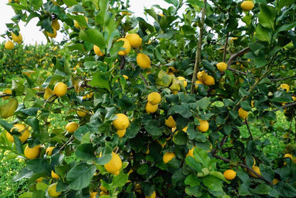 Limoni di Sicilia da Tavola – Zio Pietro