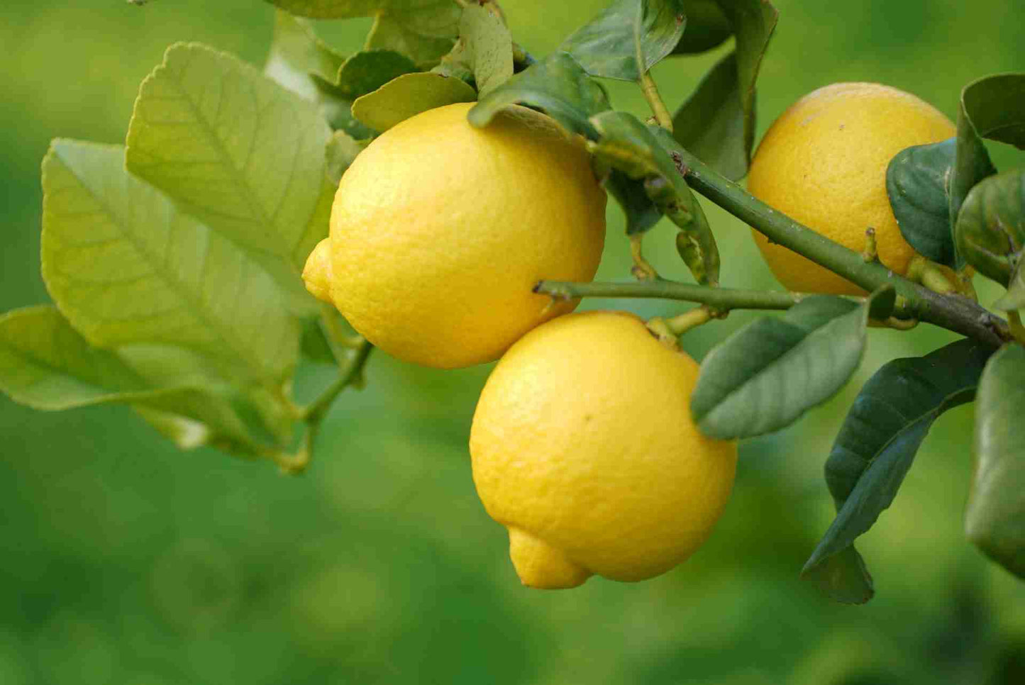 Limoni di Sicilia da Tavola – Zio Pietro